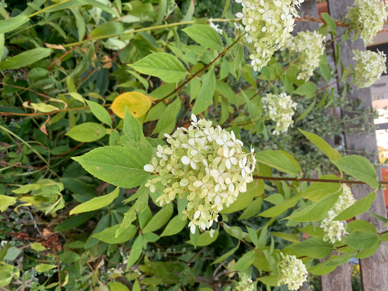 Een pluimhortensia met groene bladeren en lichte bloeiwijzen is te zien in een tuin. De plant wordt gepresenteerd in een natuurlijke omgeving.