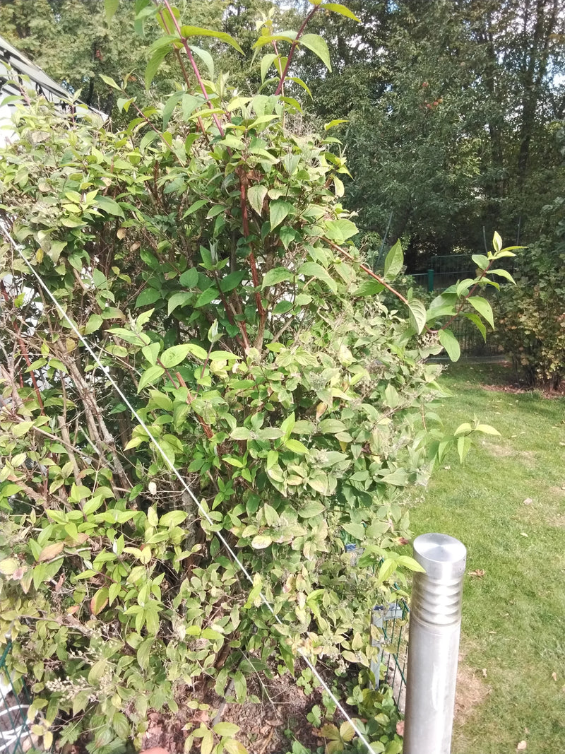 Een bosachtige struik van de pluimhortensia met groene bladeren en roodachtige takken is te zien. De plant staat buiten in een tuin.