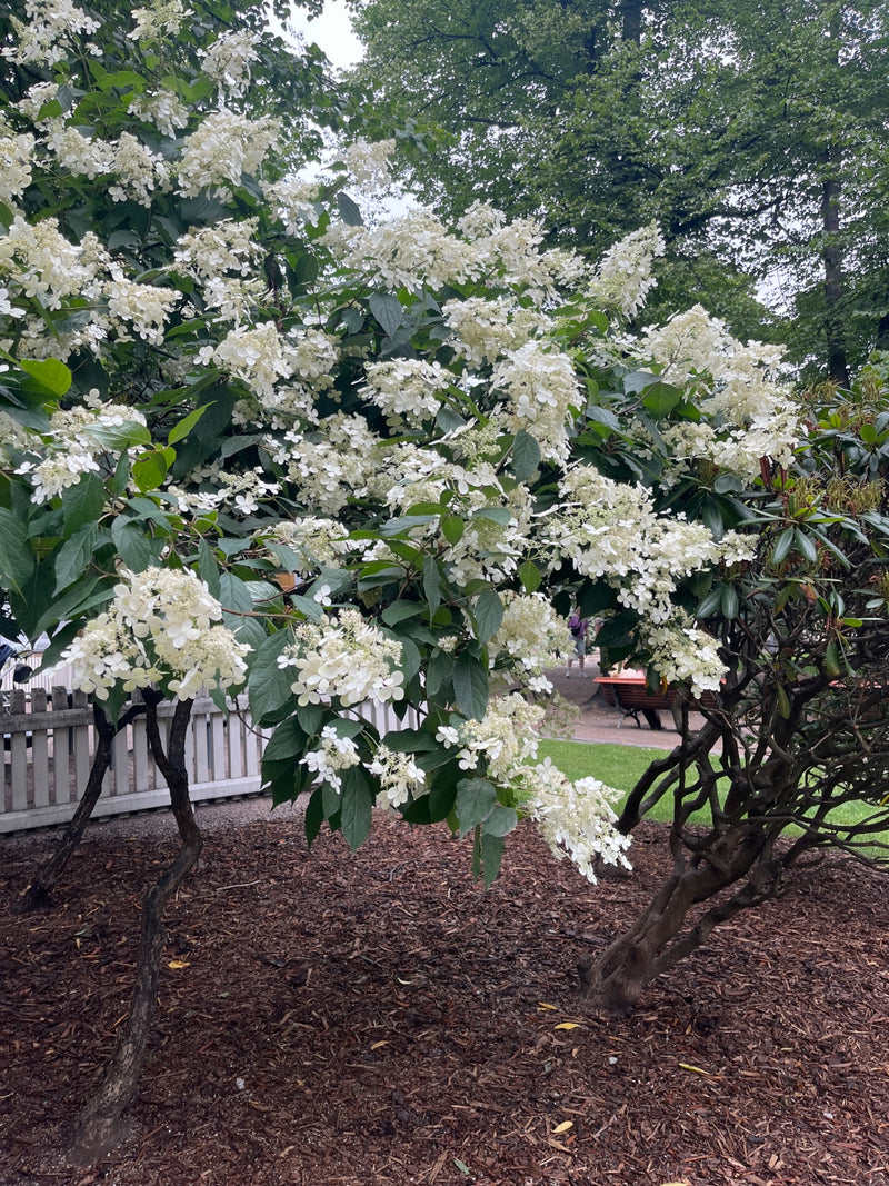 Een grote, meerstammige pluimhydrangea staat volop in bloei. De weelderige witte bloeiwijzen steken duidelijk af tegen de groene bladeren.