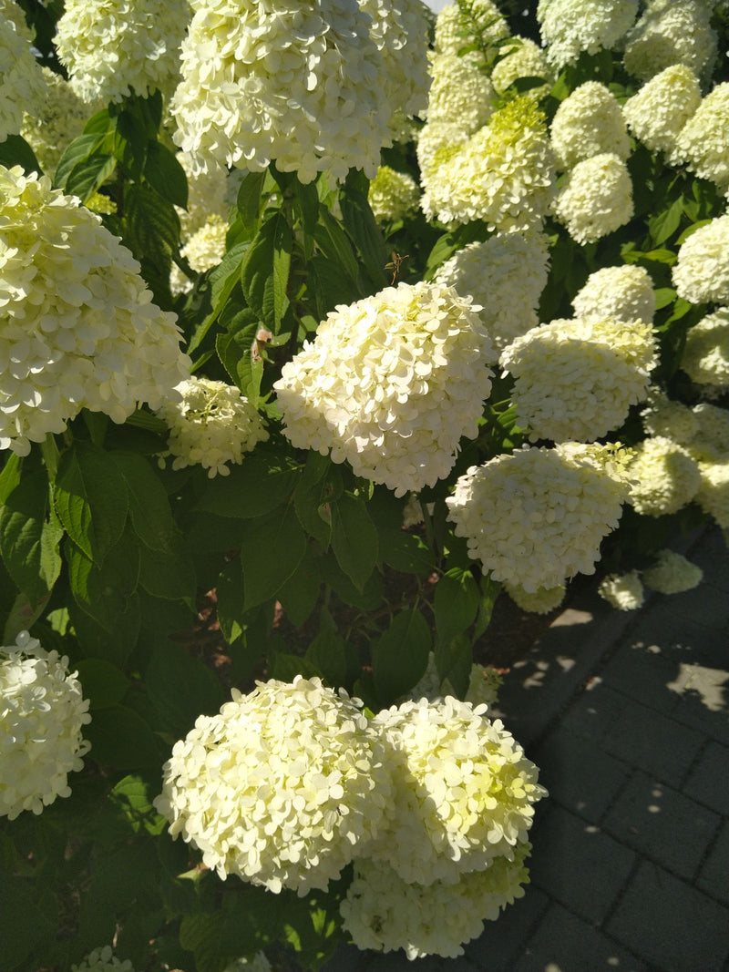 Een weelderige struik van de pluimhortensia is zichtbaar met talrijke grote, witte bloeiwijzen en groene bladeren. De foto toont de plant van dichtbij bij da...