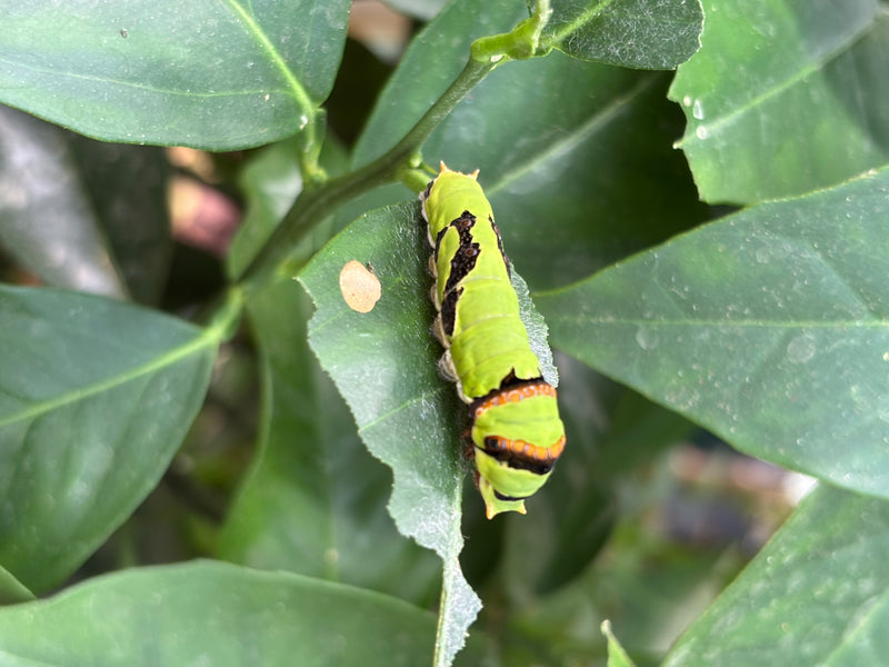 Riddervlinder (geslacht Papilio) — foto 1 van 1