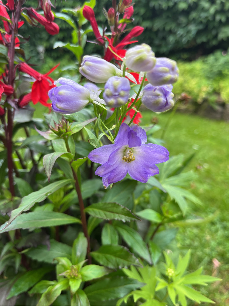 Delphiniums — Bild 1
