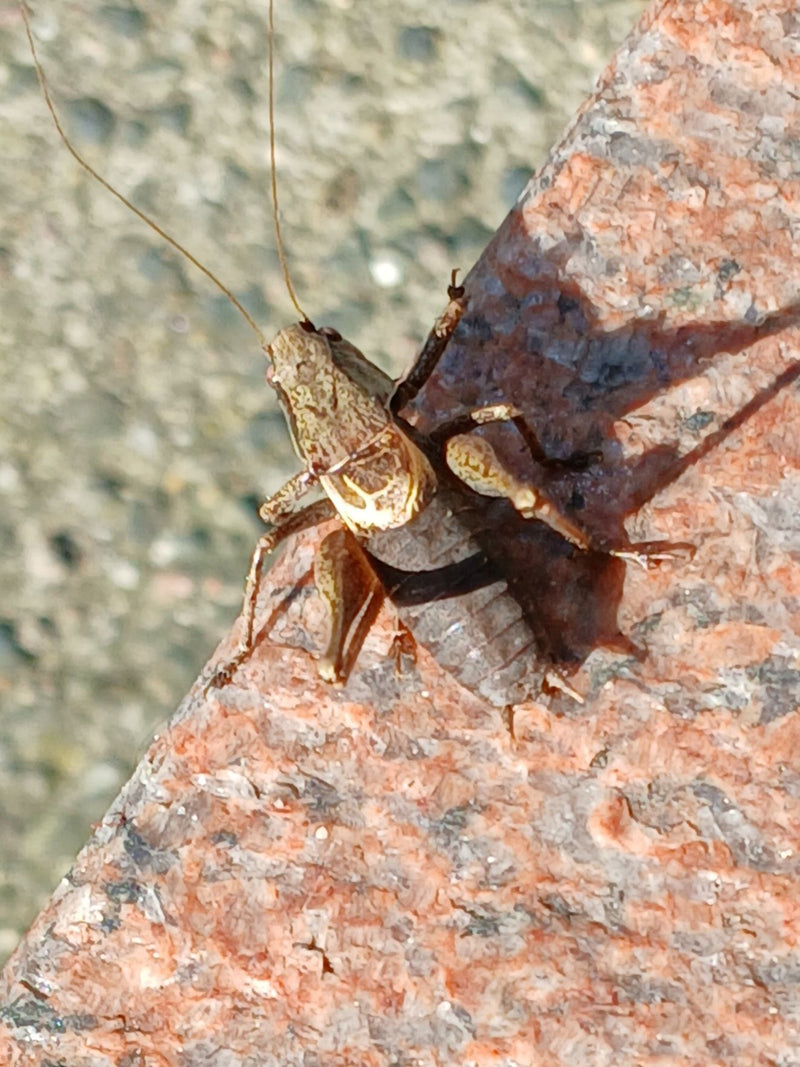 Roesels bijtende insect — Bild 2
