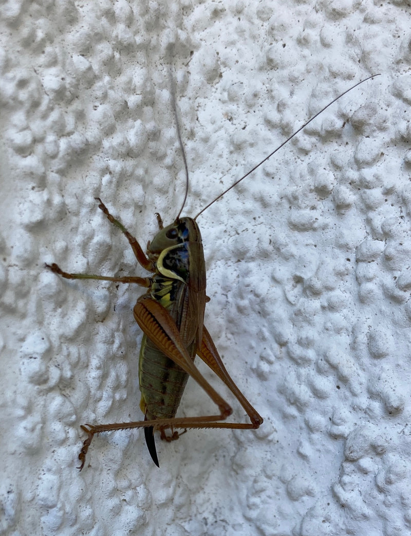 Roesels bijtende insect — Bild 1