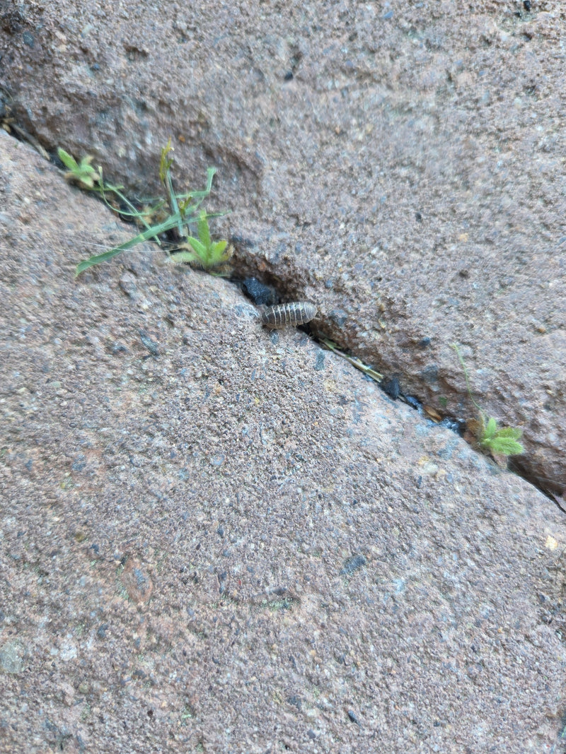 Rolissel — Bild 2