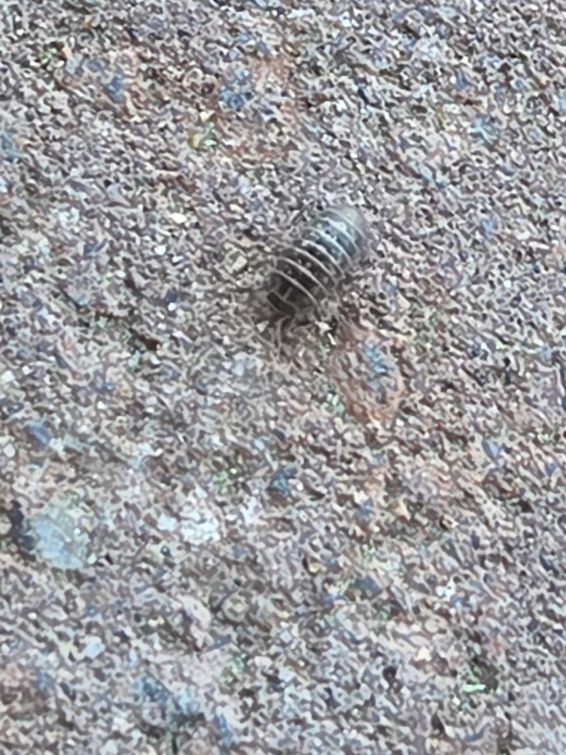 Rolissel — Bild 1