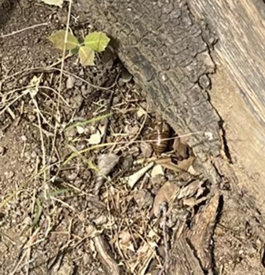 Een pissebed zit op de grond naast een stuk hout. Het kleine diertje is duidelijk te zien.