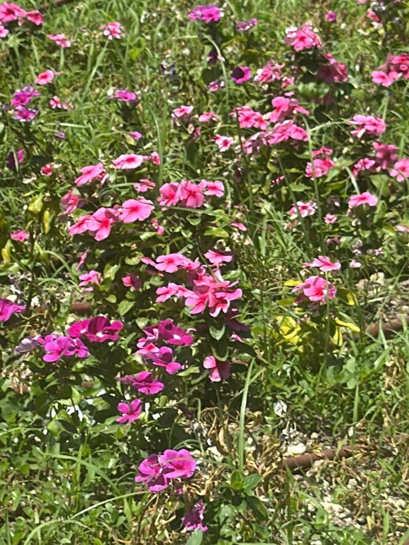 Roze Catharanthe (Madagaskar maagdenpalm) — Bild 1