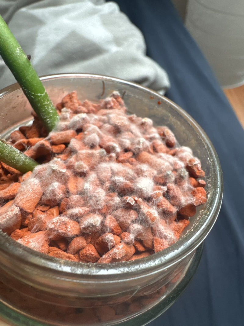 Een wit, pluizig schimmelmycelium groeit op roodbruine kleikorrels in een glazen pot. Daartussen steken twee groene plantenstengels.