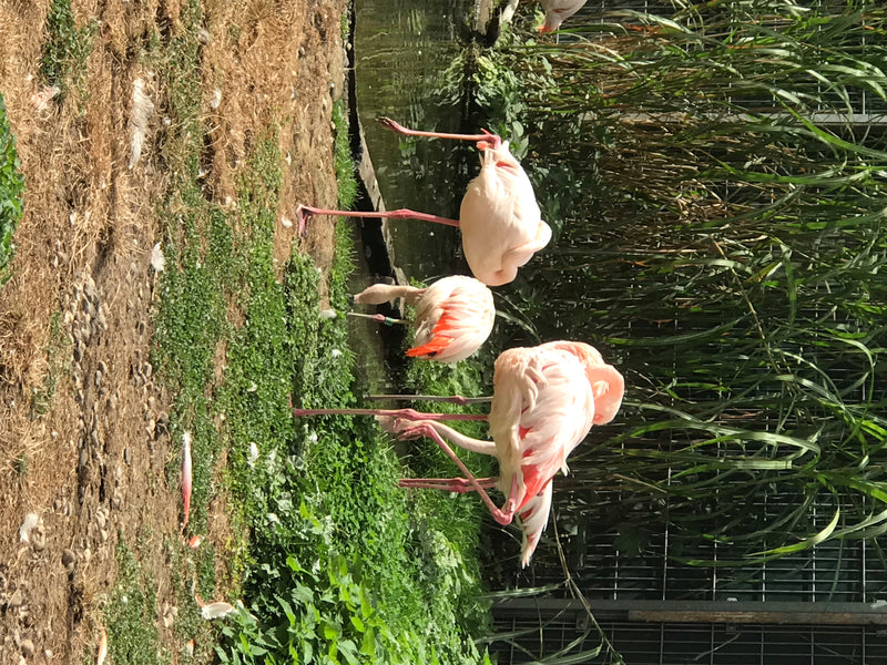 Rosaflamingo — foto 1 van 1