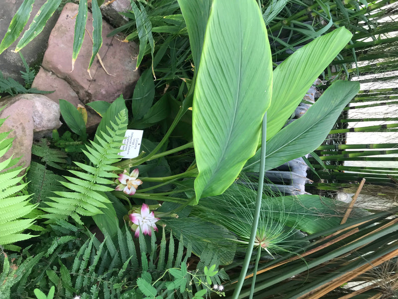 Een bloeiende kurkumaplant met grote groene bladeren en wit-roze schutbladen in een botanische kas.