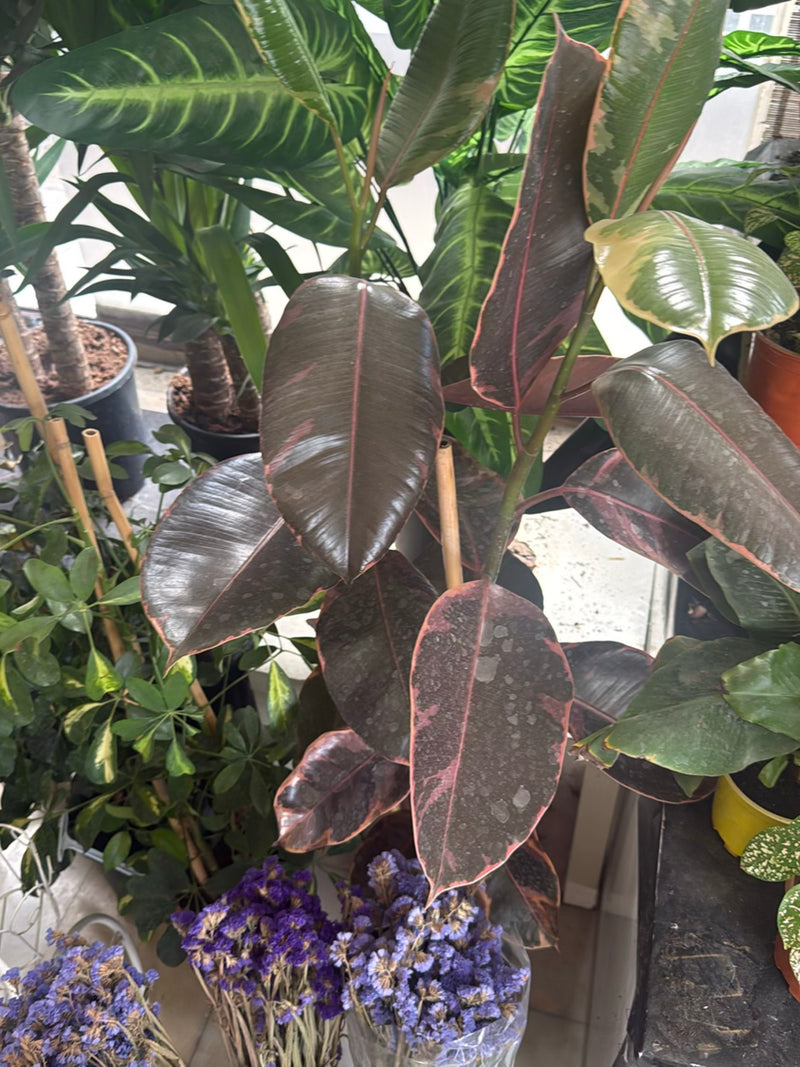 Een bonte rubberboom met donkere roodgroene bladeren staat tussen andere potplanten.