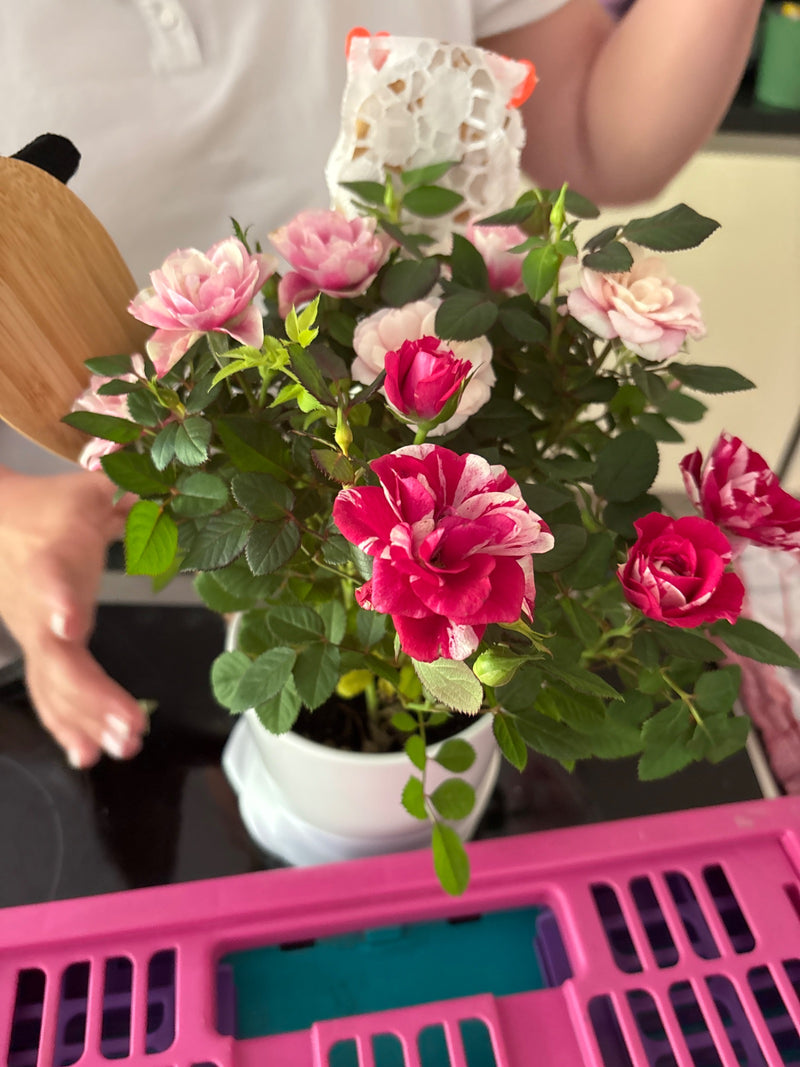 De afbeelding toont een bloeiende tuinroos in een witte bloempot. De plant heeft tal van roze en rood-witte gestreepte bloemen en groene bladeren.