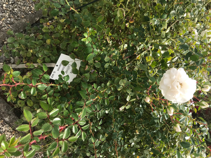 De afbeelding toont een tuinroos met groene bladeren en een witte bloem in een bloemperk. De plant staat buiten in een tuin.