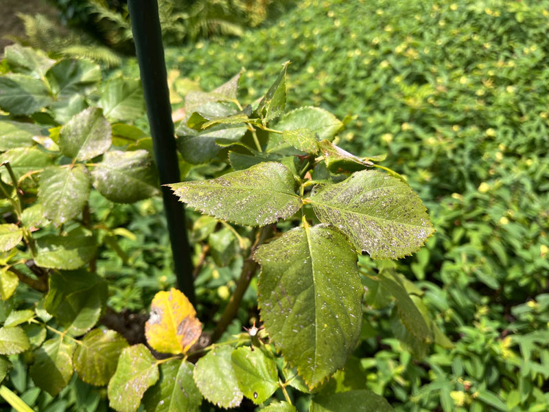 Te zien zijn de groene, geveerde bladeren van een tuintroos aan een plantenstengel. Op de achtergrond is andere vegetatie wazig.