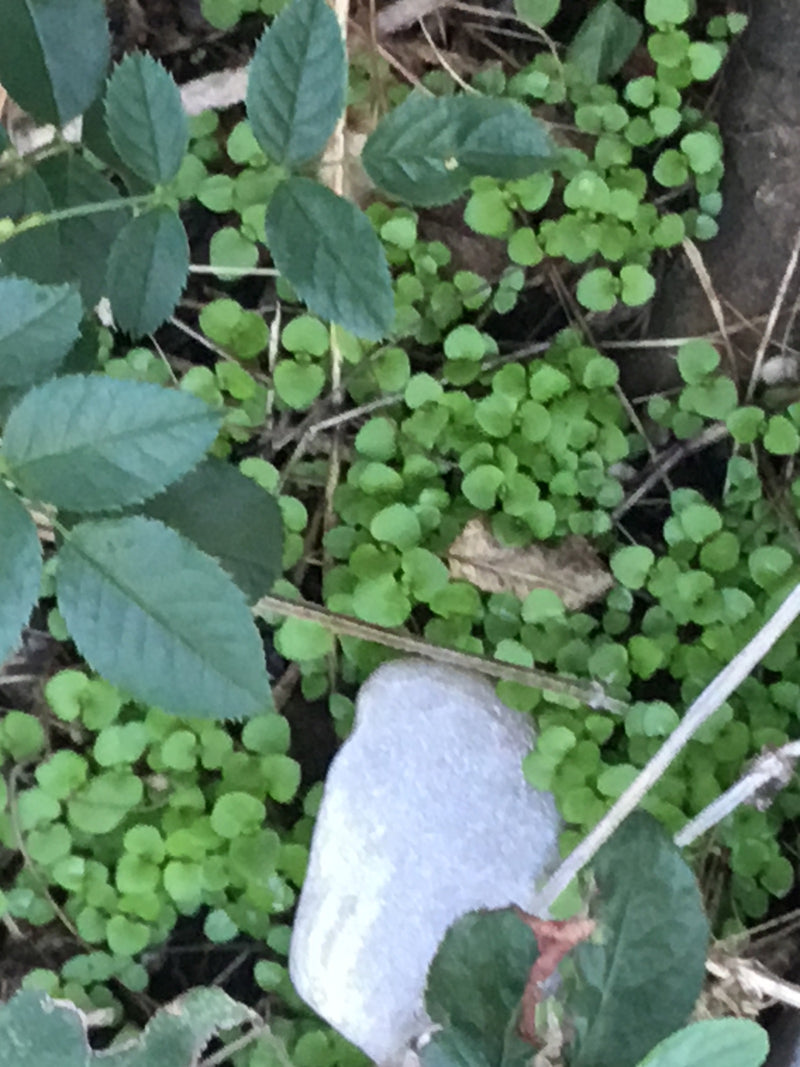 De foto toont groene, geveerde bladeren van een tuinroos die op de bosbodem groeien. De typische getande bladranden zijn duidelijk zichtbaar.