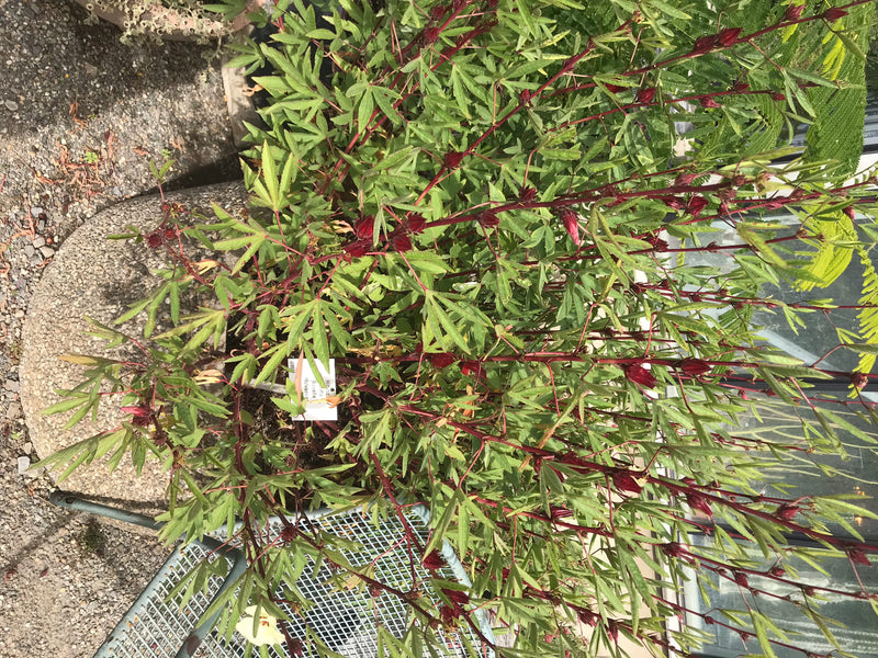 Roselle — foto 1 van 3
