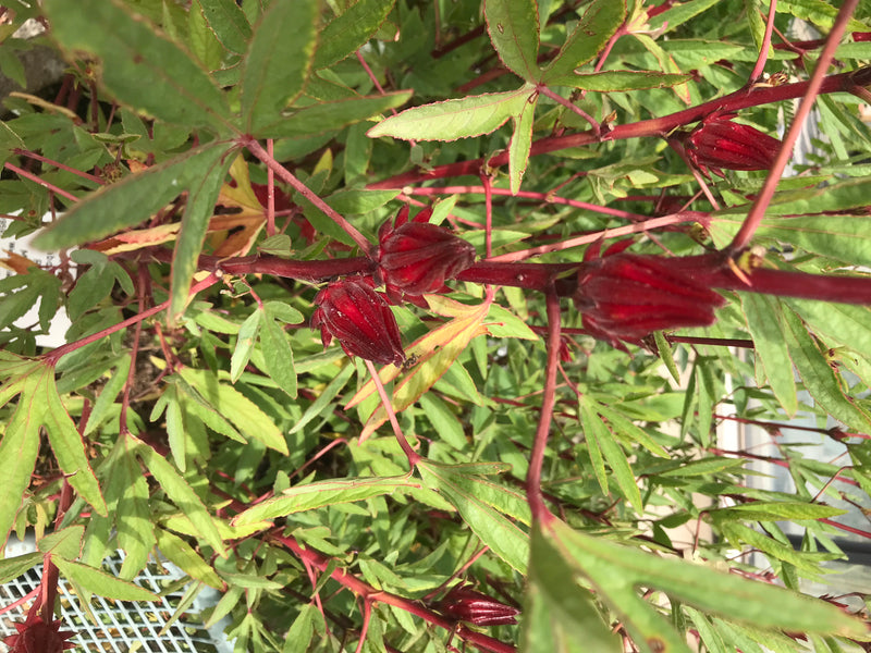 Roselle — foto 2 van 3