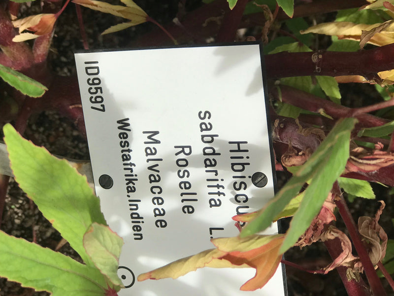 Roselle — foto 3 van 3