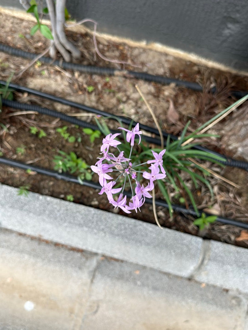 Roze prei — Bild 1