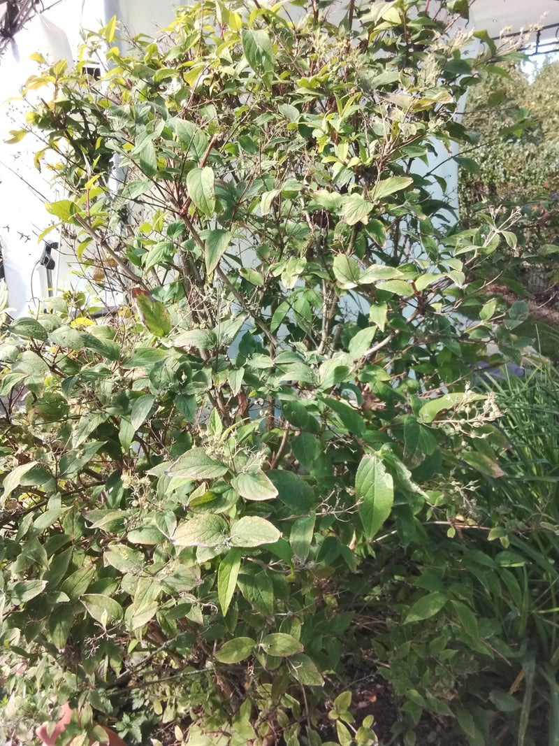 Weigela — foto 3 van 22