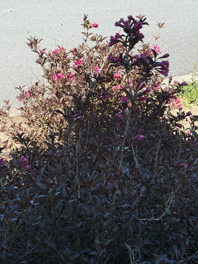 De afbeelding toont een dichte struik met donkerrode bladeren en roze bloemen die groeit voor een grijze asfaltondergrond.