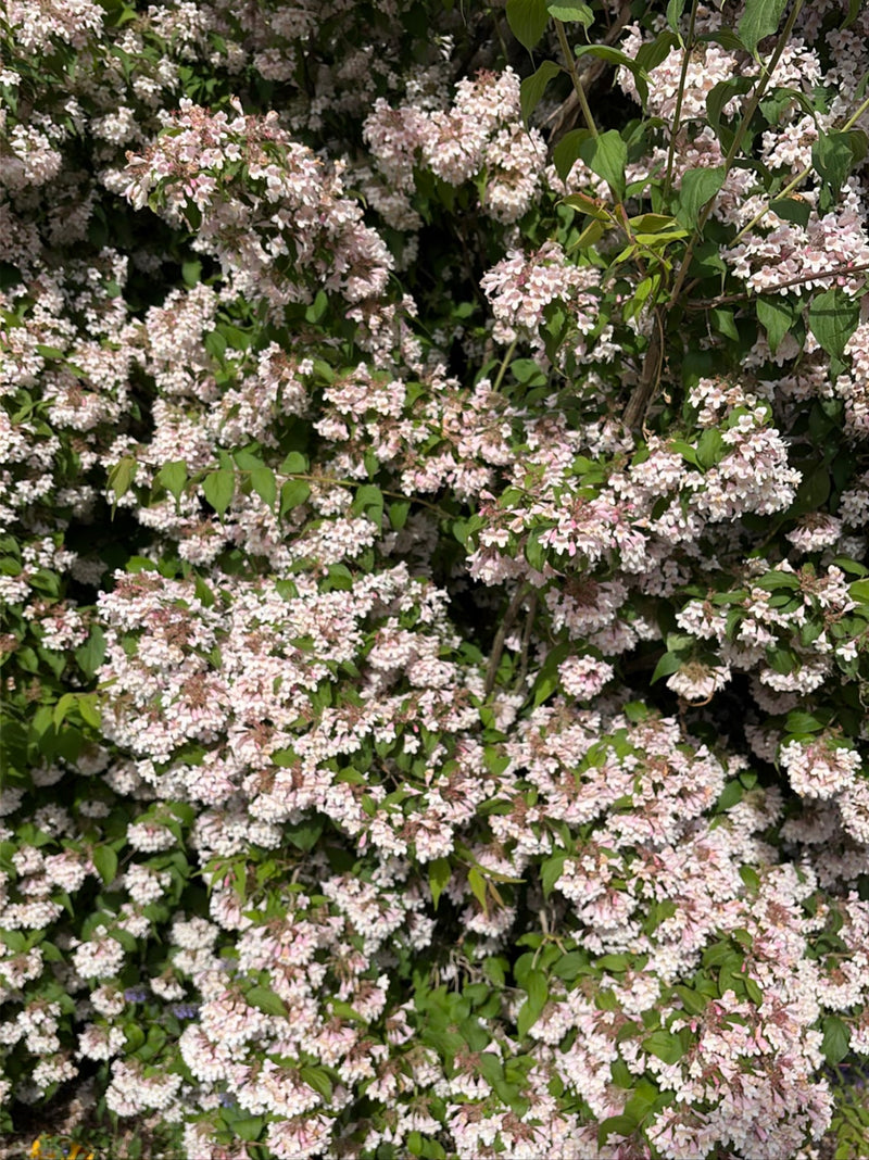 De afbeelding toont een struik weigela dicht begroeid met talrijke roze bloemen. De groene bladeren zijn zichtbaar te midden van de overvloedige bloei.