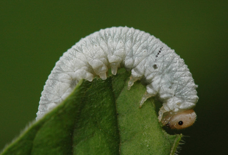 Een lichtgrijze larve van de rozenbladwesp zit op de rand van een groene blad. Hij is aan het eten van de plant.