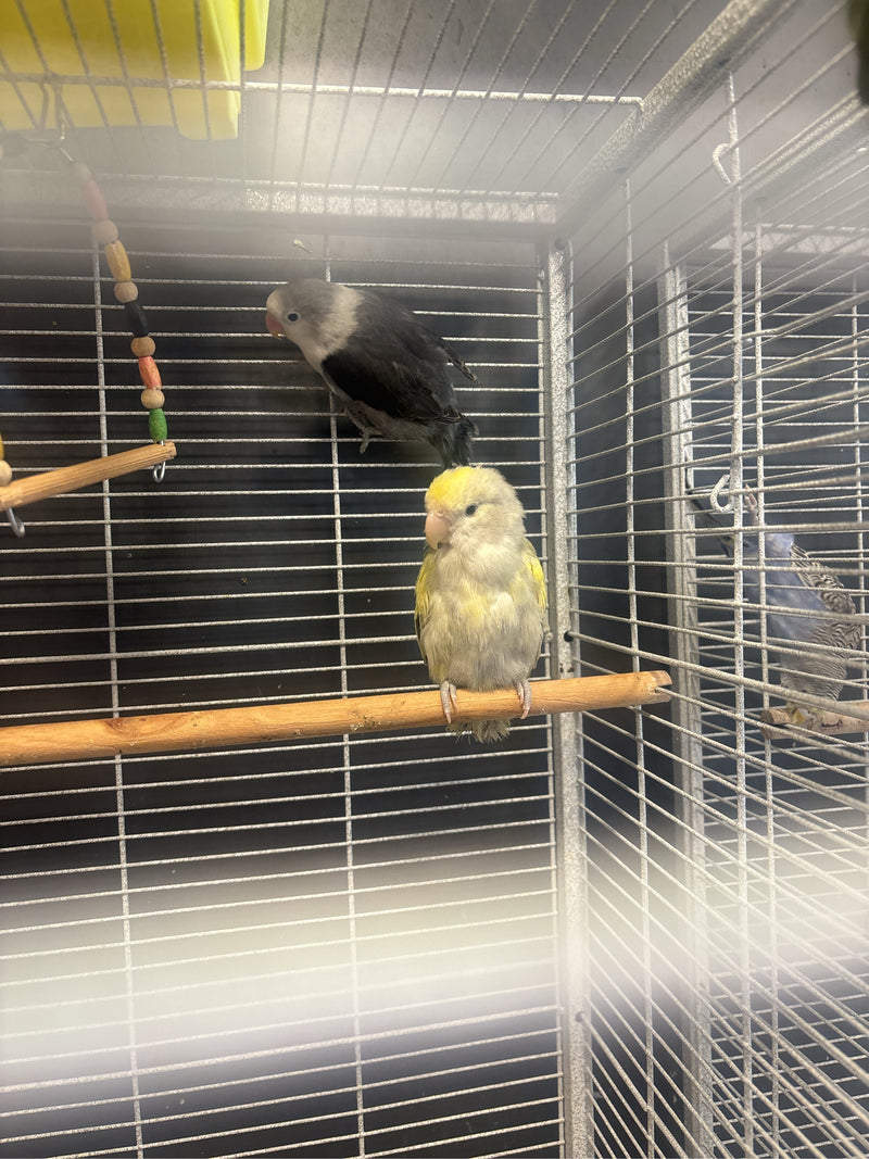 Twee perzikkopdwergpapegaaien zitten op een houten zitstok in een draadkooi. De vogels rusten uit in de kooi.