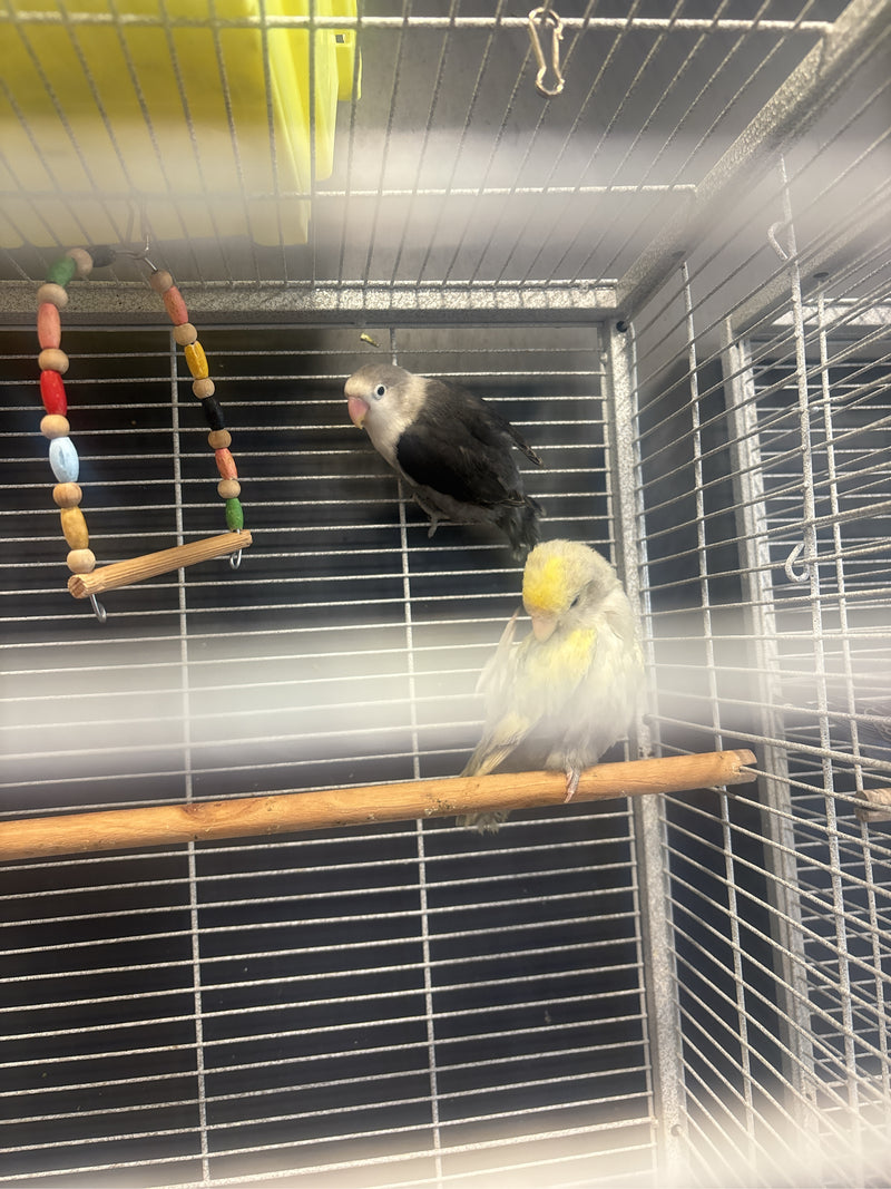 De afbeelding toont twee perzikkopdwergpapegaaien in een vogelkooi. Een van de vogels zit op een houten stok terwijl de andere tegen de gaaswand klimt.