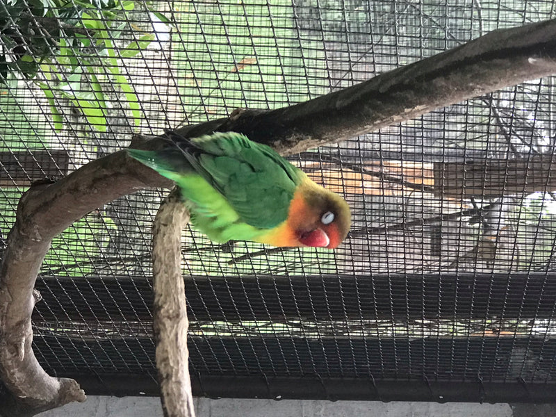 Een fischeri agapornis zit op een tak voor een gaasrooster. De kleine papegaai heeft een groen verenkleed en een kenmerkende rood-oranje kop.