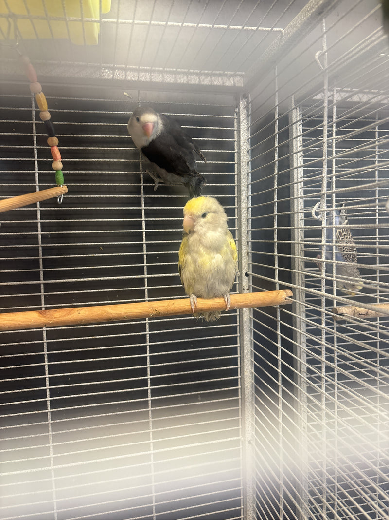 Twee perzikkop agapornissen zitten op houten stokken in een metalen kooi. Een van de vogels is lichtgeel, de andere heeft een donker verenkleed.