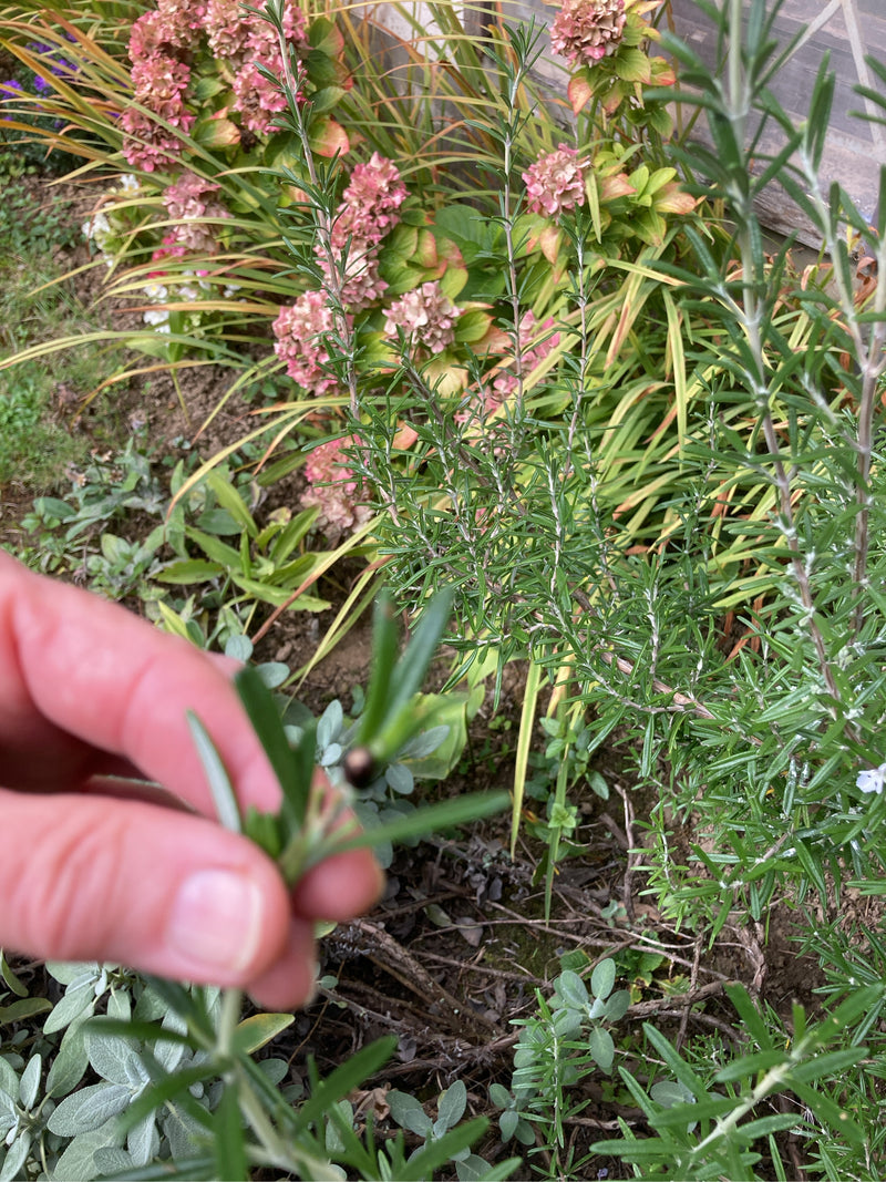 Een rozemarijnbiet zit op een groen takje dat door een menselijke hand wordt vastgehouden. Op de achtergrond is een tuingen met rozemarijn en andere planten ...