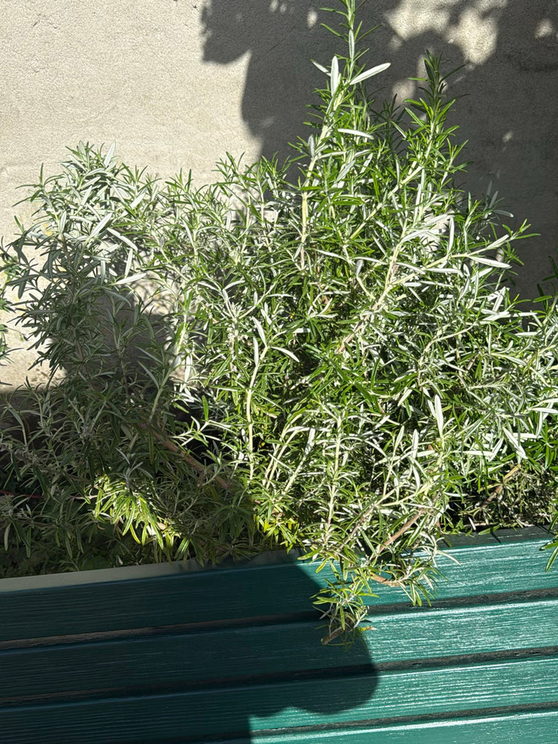 Te zien is een bosachtige rozemarijnstruik met naaldachtige bladeren in een groene plantenbak. De plant staat voor een lichte muur in het zonlicht.