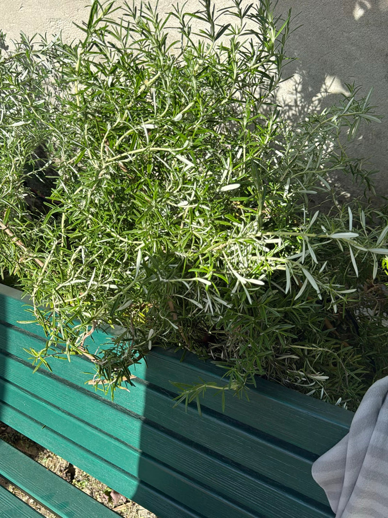 Te zien is een compacte, bosachtige rozemarijnstruik met naalduchtige bladeren. Hij groeit in een groene plantenbak voor een lichte muur.