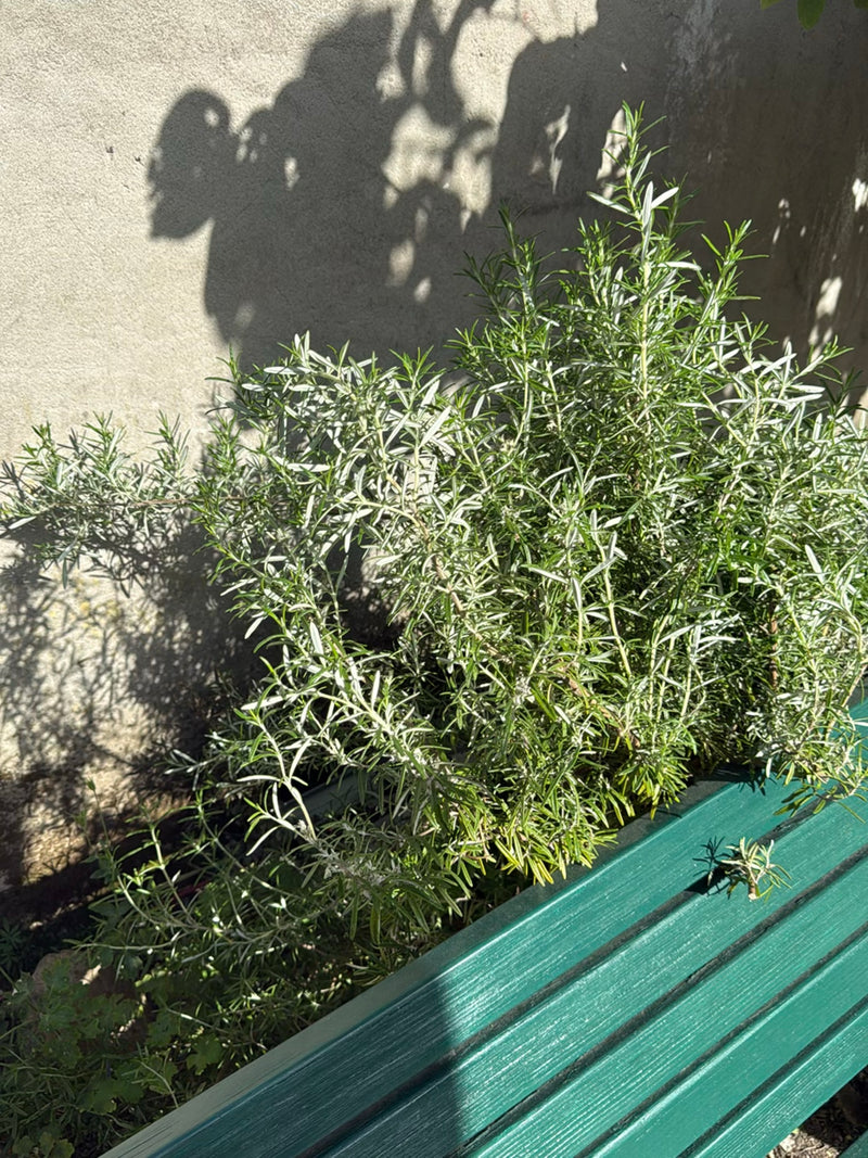 Te zien is een bosachtige rozemarijnstruik met naaldvormige bladeren, groeiend in een groene plantenbak voor een lichte muur.