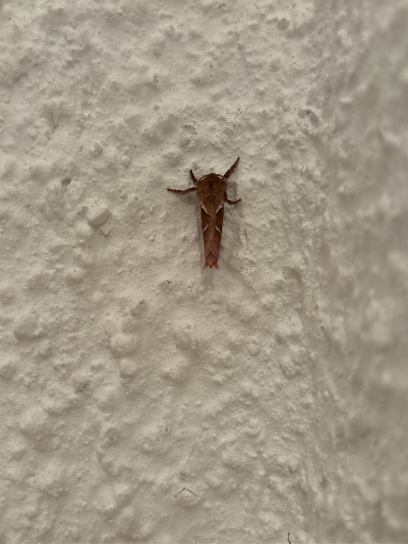 Een paardenkastanjemineermot zit op een gestructureerde witte muur. Het kleine insect toont zijn typische vleugeltekening.