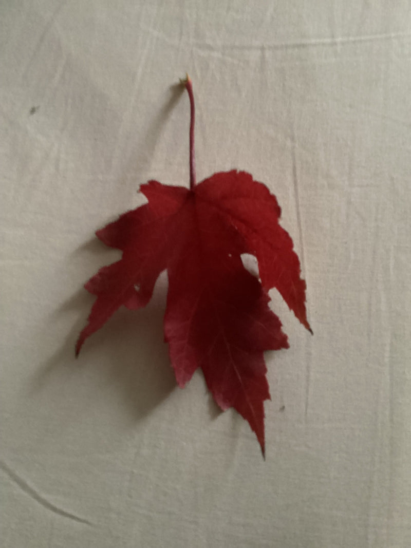 Een intens rood gekleurd blad van een rode esdoorn ligt plat op een lichte doek.