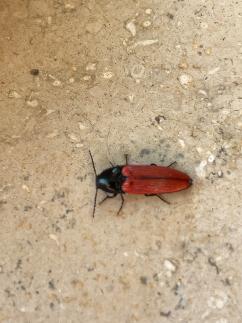 Rotbauchiger Schnellkäfer — Bild 1