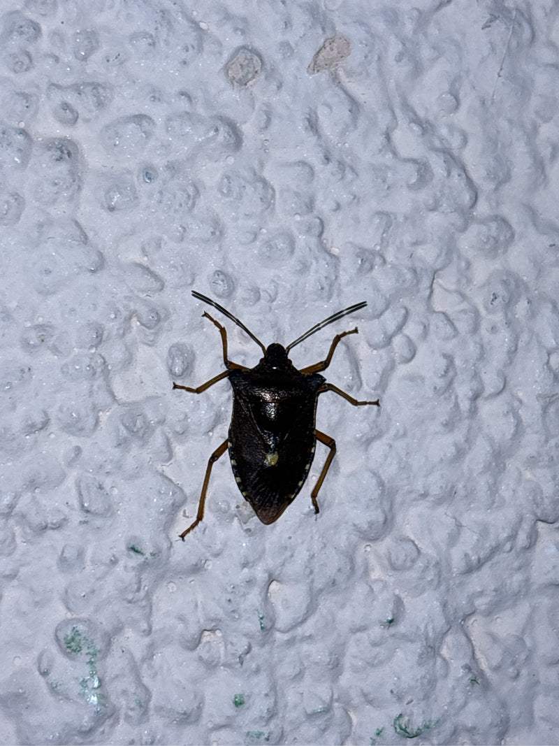 Roodpotige stinkwants — foto 3 van 3
