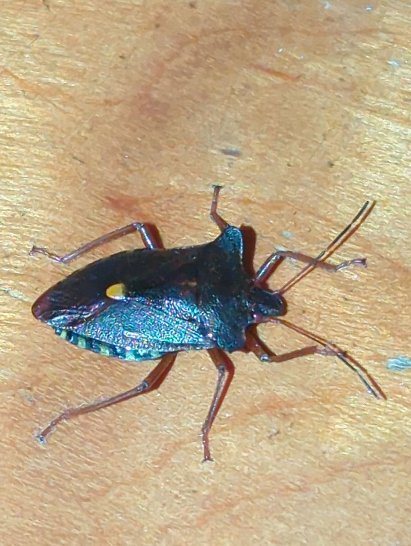 Roodpotige stinkwants — foto 1 van 3