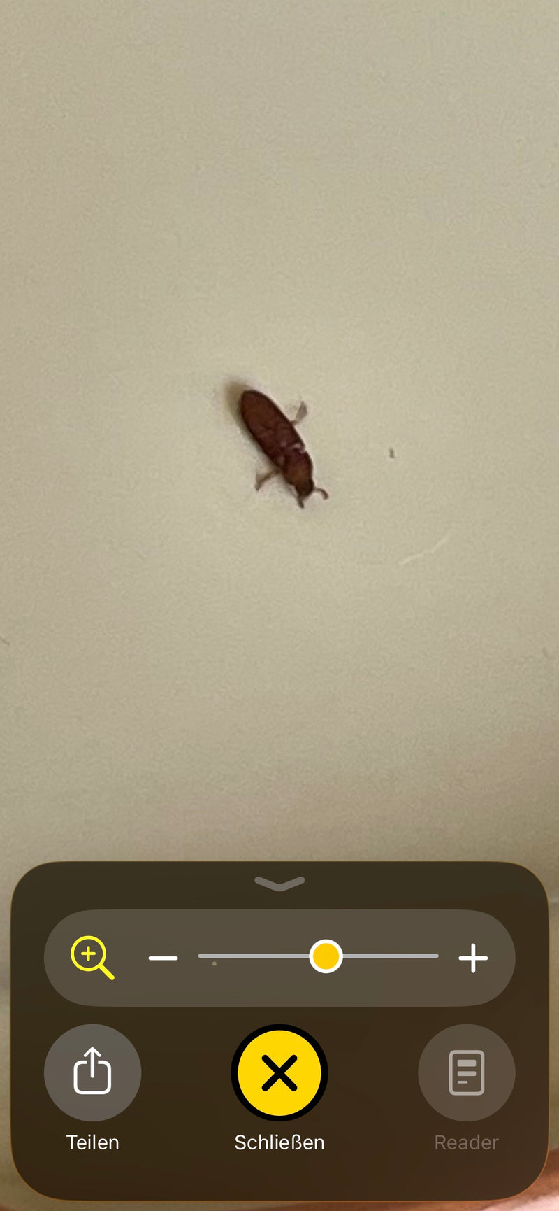 Een rode meeltor is te zien op een helder, glad oppervlak. Het insectexemplaar laat de typische langwerpige en roodbruine lichaamsvorm zien.