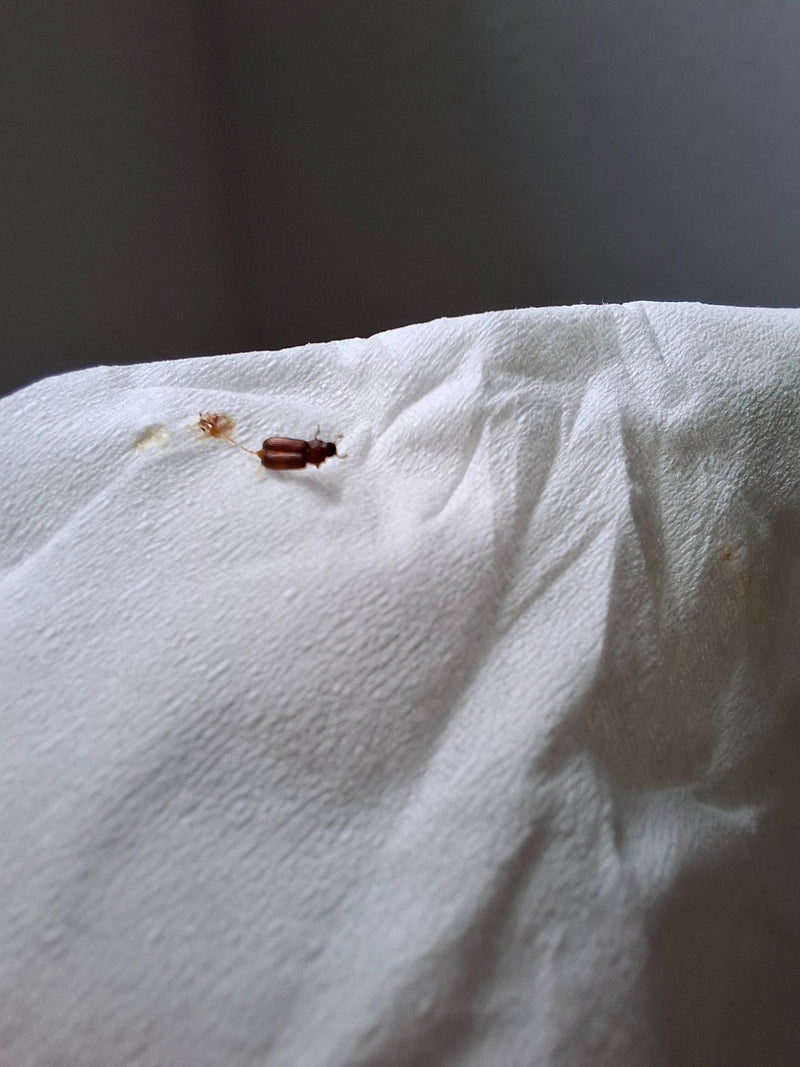 Een bruine meeltor zit op een witte papieren handdoek. Het insect is duidelijk zichtbaar.