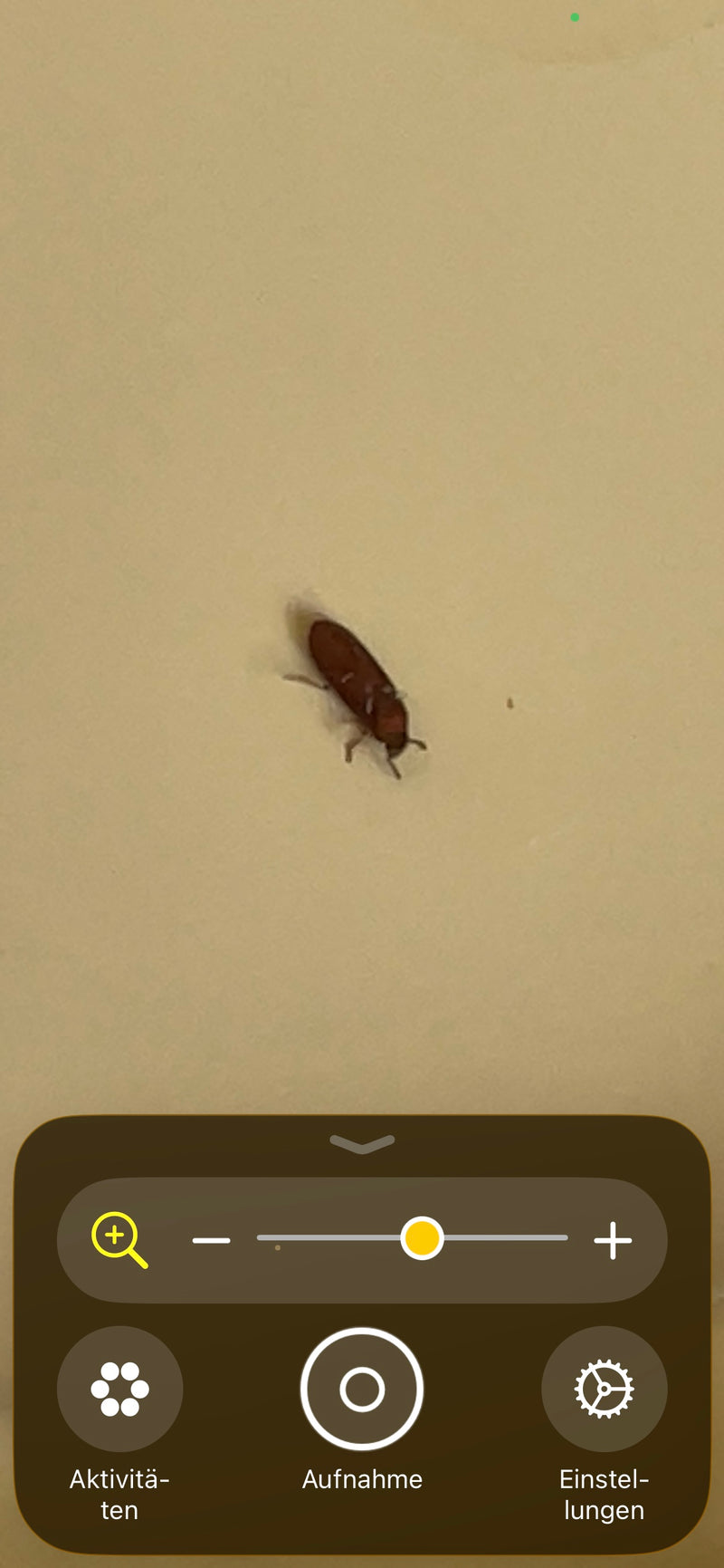 De afbeelding toont een kleine meeltor zittend op een lichte ondergrond. Het kleine insect vertoont zijn typische roodbruine kleur en vorm.
