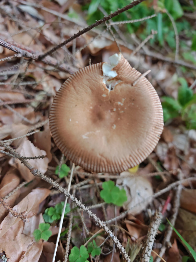 Roodbruine schedebelijner — foto 1 van 2