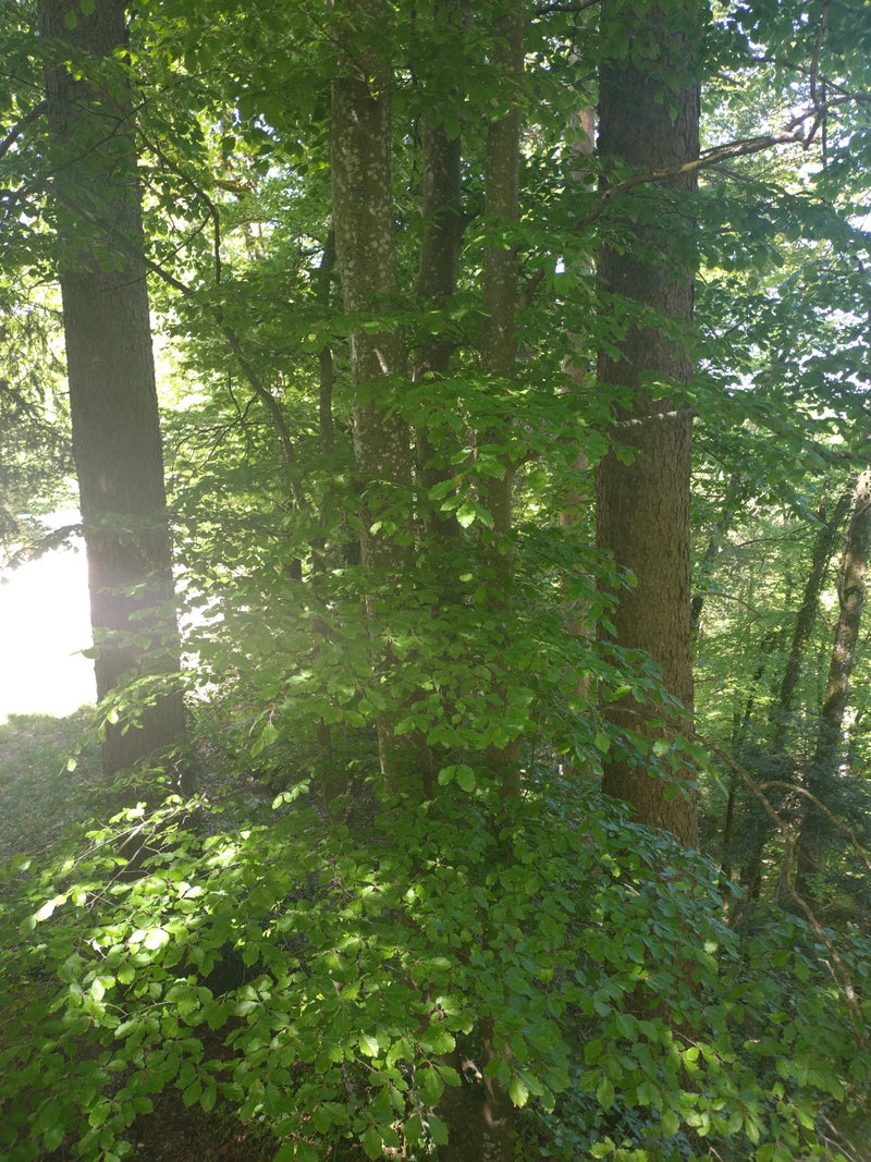 De afbeelding toont several volwassen beuken in een lichte bos. De gladde stammen en het dichte groene bladerdak zijn goed zichtbaar.
