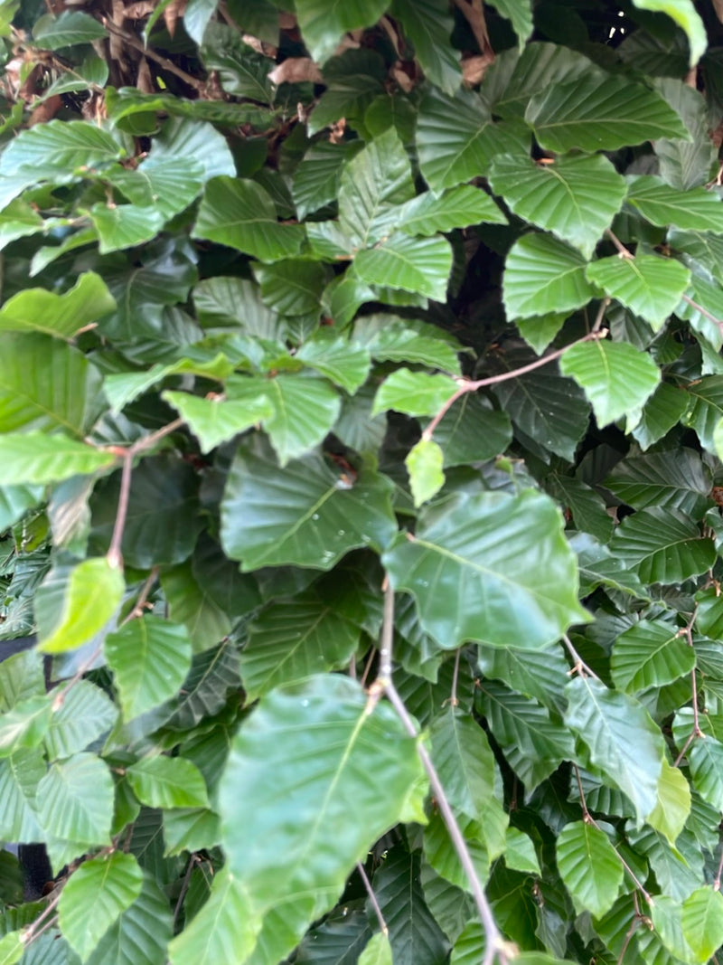 De afbeelding toont de typische glanzende groene bladeren en fijne takjes van een beuk. De foto legt dichte bladergroei vast vanuit een nabije perspectief.