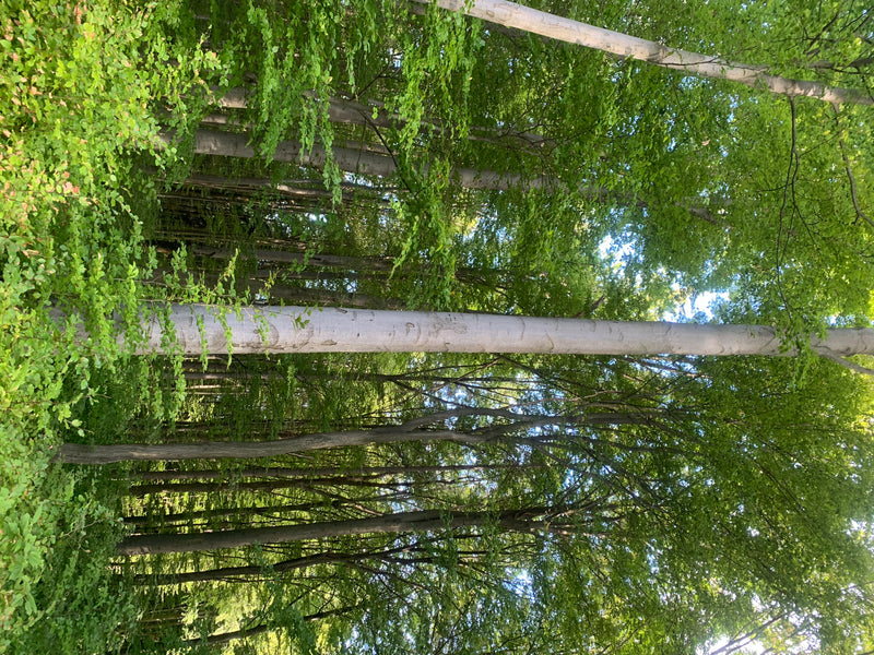 Meerdere oprechte, lichtgrijze stammen en bladerdak van beuken zijn zichtbaar in een open bos. De foto toont de bomen van onderen naar boven in hun natuurlij...