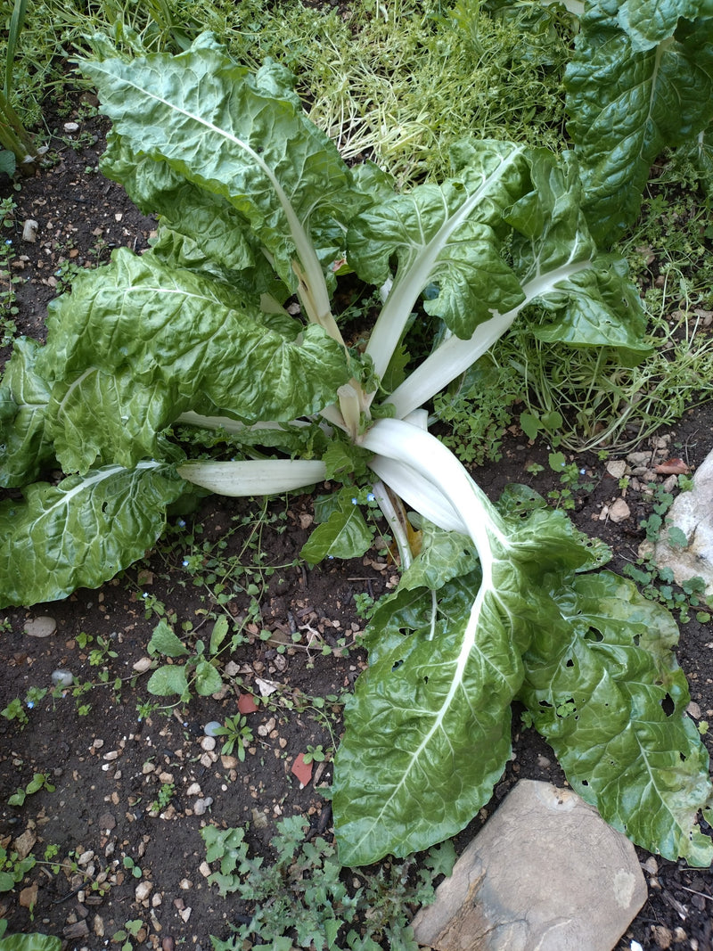Een rode biet plant groeit met grote groene bladeren en witte stengels in een tuintje. De plant is van bovenaf te zien.
