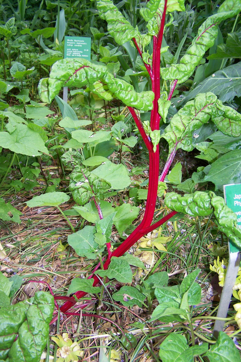 De afbeelding toont een rode biet met opvallende rode stengels en groene bladeren. Hij groeit in een tuin op begroeide grond.